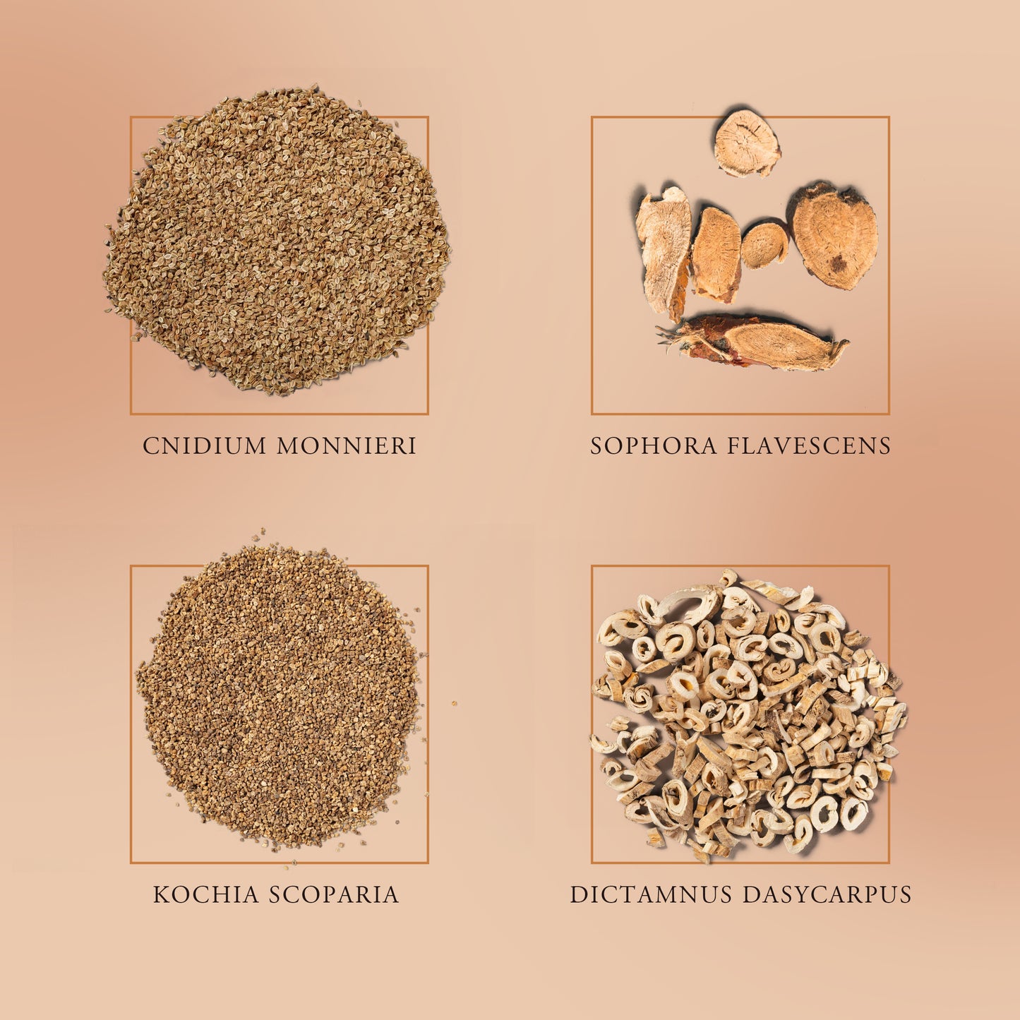 Anti Fungal Nail Treatment( 20 ml )